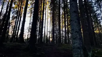 Get lost in Wonderlands