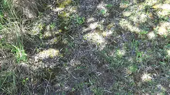 Real voyeur got SCARED when I started pissing from my hairy pussy!!!