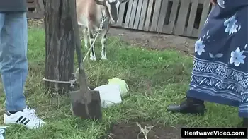 Pervert granny gets banged by a much y. man right in the middle of the backyard