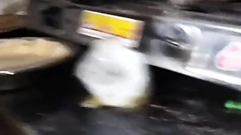 Virgin Stepsister Wants To Learn How To Fuck