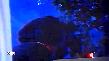 Nacy Crew Meets Freidastein