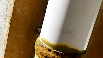 COZMGAIOVMPUADKROO52SORA544