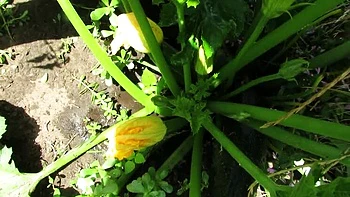 SexyAnka Pissing in Nature - Muscular Ukrainian MILF in Tan Pantyhose