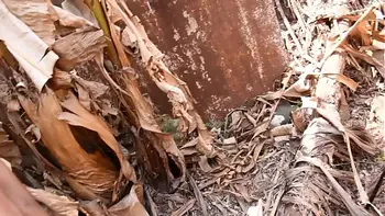 danu a bunda no mato