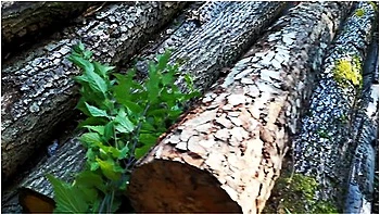 Nettle Punishment Day - Ass, Tits, Vagina - Directors Cut With Commands