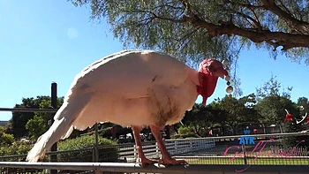 Dez Hansen behind the scenes trip to the farm and blowjob in the car POV: Porn