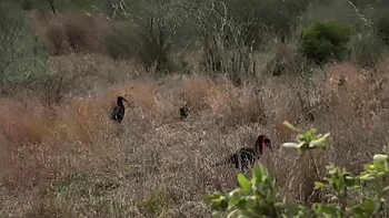 Super Tight Ebony Pussy Pounded By BWC