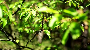 Small titted teen Bella masturbates outdoors