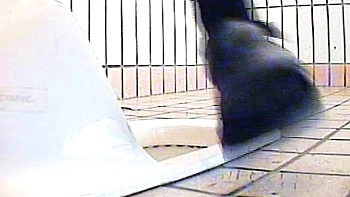 Amateur close up oral