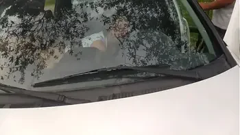 dogging no anf theatro