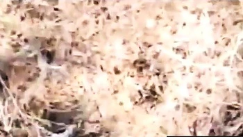 French Amateur Fucks Outdoors in POV