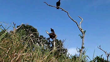 Tarra & Aneta's Pantyhose Lesbian Fingering 69 Outdoors